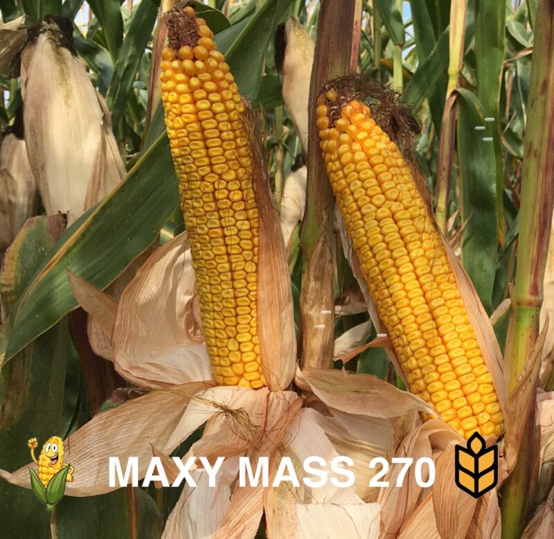MAXY MASS 270